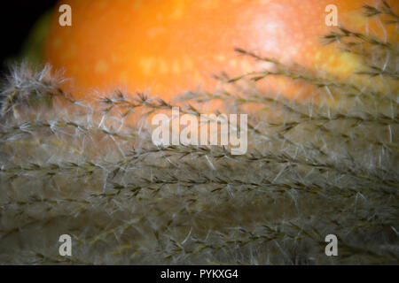 Herbst Ernte - Ziergräser und orange Kürbis. Stockfoto