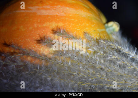 Herbst Ernte - Ziergräser und orange Kürbis. Stockfoto