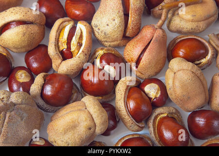 Studio shot der Rosskastanie conkers mit ihren Schalen. Stockfoto