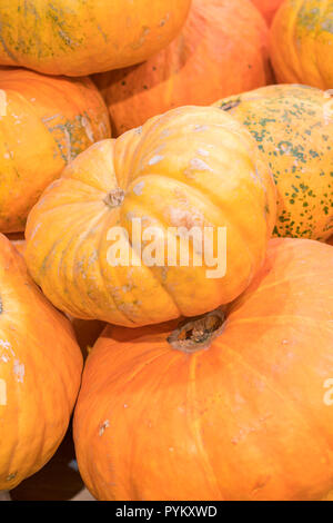Eine Menge mini Kürbis im Freien Farmers Market. Organische Halloween Kürbis in einem Lebensmittelgeschäft. vertikale Foto Stockfoto