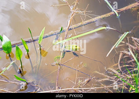 Frosch im Wasser in der Nähe des Teiches versteckt Stockfoto