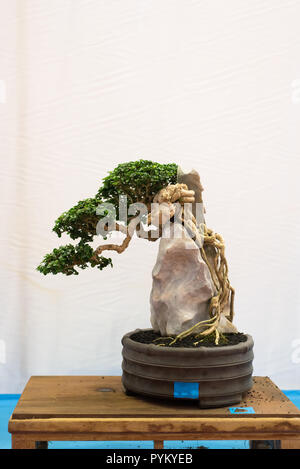 Bonsai Baum auf weißem Hintergrund. Japanische fach Pflanzung oder japanische Kunst. Natur Konzept Stockfoto