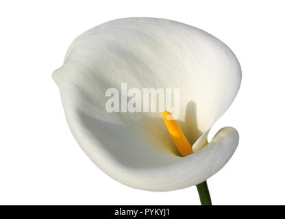 Ein einzelnes, weiß, Calla Lilie isoliert auf einem weißen Hintergrund. Stockfoto