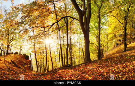Warme Herbst Landschaft in einem Wald, die Sonne wirft schöne Lichtstrahlen durch die Nebel und Bäume Stockfoto
