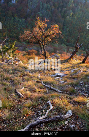 Sulinght Baum über Berg gras mit schwarzem Hintergrund Stockfoto
