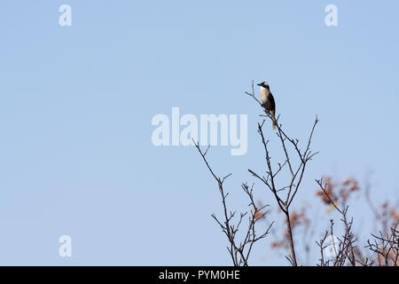 Licht - vented bulbul (Pycnonotus sinensis), auch bekannt als Chinesische bulbul, Sitzstangen auf einem Ast, Taichung, Taiwan Stockfoto