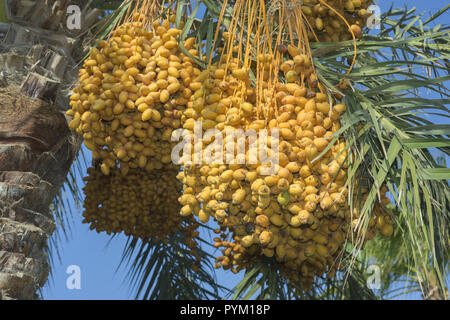 Gelbe Früchte Termine am Tag Palm auf dem Hintergrund des blauen Himmels Reif Stockfoto