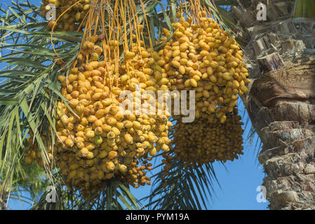 Gelbe Früchte Termine am Tag Palm auf dem Hintergrund des blauen Himmels Reif Stockfoto