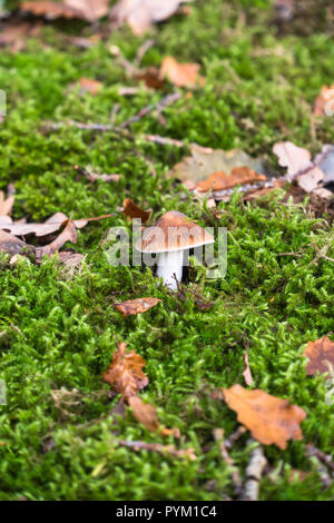 Cortinarius Pilze auf Bett aus Moos, Fownhope Herefordshire UK Stockfoto