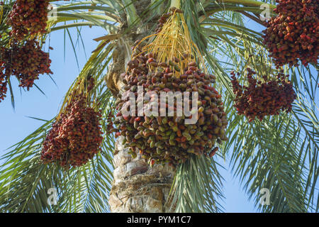 Rote früchte Termine am Tag Palm auf dem Hintergrund des blauen Himmels Reif Stockfoto