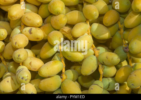 Nahaufnahme, reife, gelbe Früchte Termine auf dem Palm. Hintergrund gelbe Früchte Termine Stockfoto