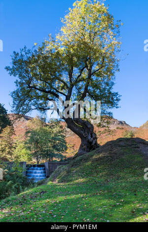 Eine verdrehte Asche neben Wasser, das Schritte (Fraxinus excelsior) Stockfoto