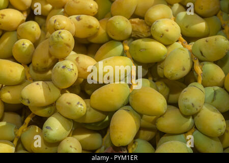 Nahaufnahme, reife, gelbe Früchte Termine auf dem Palm. Hintergrund gelbe Früchte Termine Stockfoto