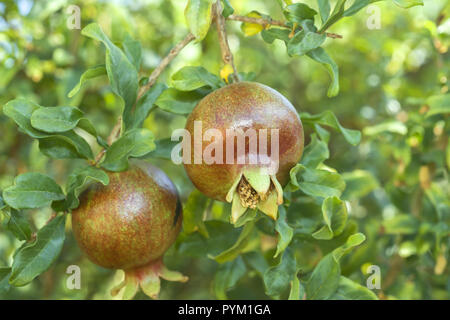 Reifer Granatapfel Obst auf Ast. Granatapfel Punica granatum Stockfoto