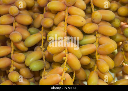 Nahaufnahme, reife, gelbe Früchte Termine auf dem Palm. Hintergrund gelbe Früchte Termine Stockfoto