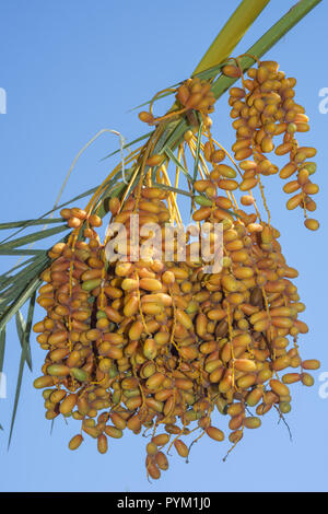 Gelbe Früchte Termine am Tag Palm auf dem Hintergrund des blauen Himmels Reif Stockfoto