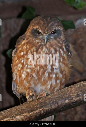 Südliche Boobook Owl (ninox boobook) Stockfoto