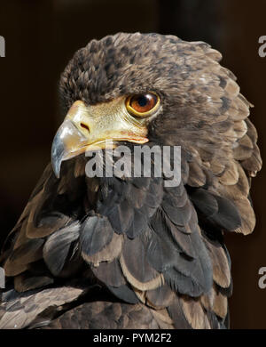 Kinder sie Eagle (Terathopius ecaudatus) Stockfoto