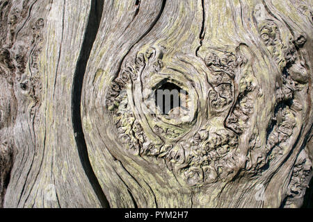 Alte erschreckend Tot verwitterter Baumstamm in der mersehead Naturschutzgebiet am Solway Firth Küste, Galloway, Schottland Stockfoto