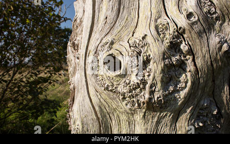 Alte erschreckend Tot verwitterter Baumstamm in der mersehead Naturschutzgebiet am Solway Firth Küste, Galloway, Schottland Stockfoto