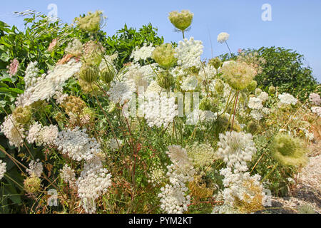 Weiße Blüten im Wind bewegen Stockfoto