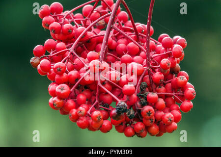 American Mountain Ash, Sorbus Americana rote Beeren Stockfoto