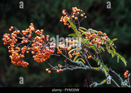 Rowan, Sorbus "Brilliant gelb" Stockfoto