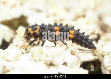 7-fleckige Marienkäfer-Larve (Coccinella septempunctata) auf der Blüte Stockfoto