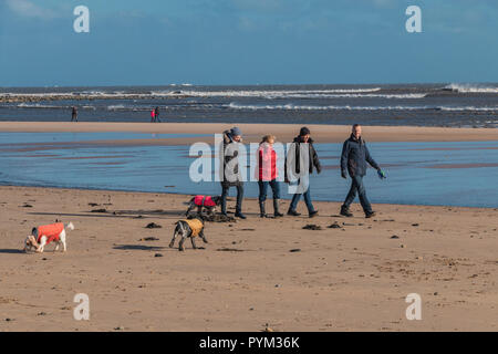 Die Menschen ihre Spaniel Hunde am Strand Alnmouth, Northumberland Küste AONB, Großbritannien auf ein erfrischendes Wintertag mit einem lebhaften Wind und Sonnenschein Stockfoto