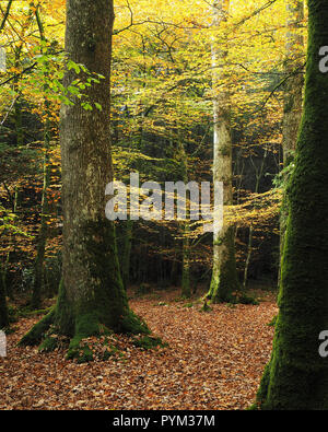 Woodland Szene mit Blätter im Herbst. Bishop's Holz, Dundrum, Co Tipperary Stockfoto