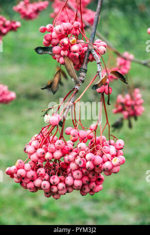 Rowan, Sorbus 'Rose Elegance', Sorbusbaum Herbstfrüchte auf Ast Stockfoto