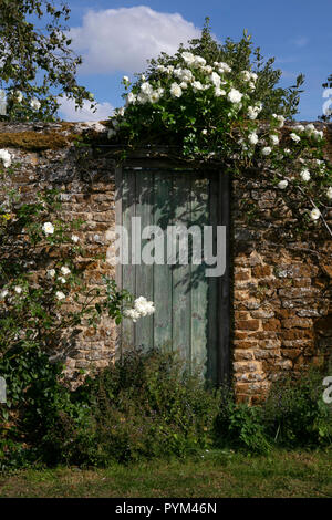 Weiße Kletterrose um hölzerne Tür und Wand zu Englischer Garten, England, Europa Stockfoto