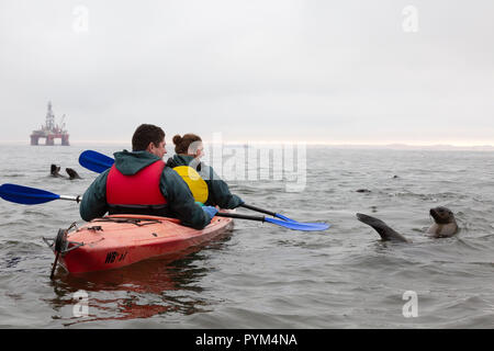 Namibia Tourism - Tourist paar Paddeln ein Kajak zu sehen und spielen mit Seelöwen, Walvis Bay, Namibia, Afrika Stockfoto