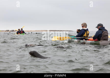 Namibia Tourism - Touristen paddeln Kajaks zu sehen und spielen mit Seelöwen, Walvis Bay, Namibia, Afrika Stockfoto