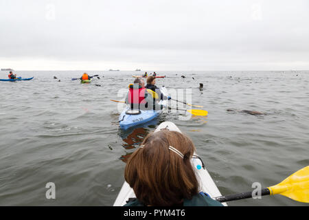 Namibia Tourism - Touristen paddeln Kajaks zu sehen und spielen mit Seelöwen, Walvis Bay, Namibia, Afrika Stockfoto