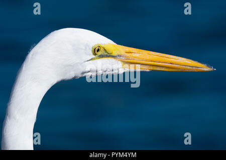 Intime Porträt der Silberreiher Ardea alba von einem Fluss in Florida, USA Stockfoto