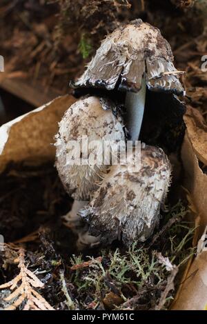 Shaggy Mane Pilze Stockfoto