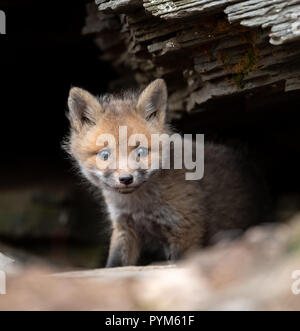 Baby Fox Kit Peeking aus der Höhle Stockfoto