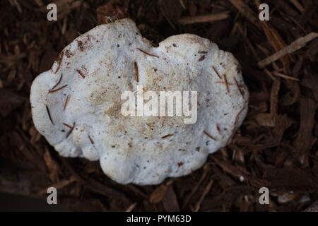 Weißer Käse Polypore Pilz an der Mushroom Festival in Eugene, Oregon, USA. Stockfoto