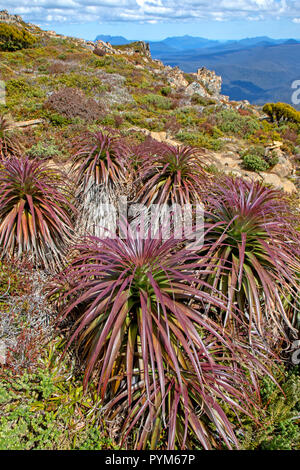 Pandani im Hartz Mountains, in Richtung Süden auf steilen Bluff Stockfoto