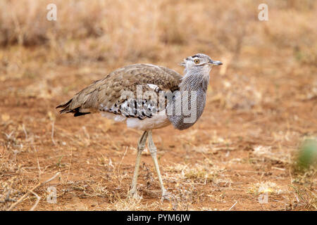 Kori Bustard Ardeotis kori Kruger National Park, Northern Province, Südafrika, 18. August 2018 nach Otididae Stockfoto