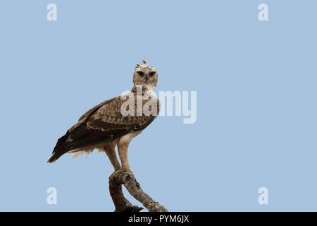 Martial Eagle Polemaetus bellicosus Kruger National Park, Northern Province, Südafrika, 18. August 2018 unreifen Accipitridae Stockfoto