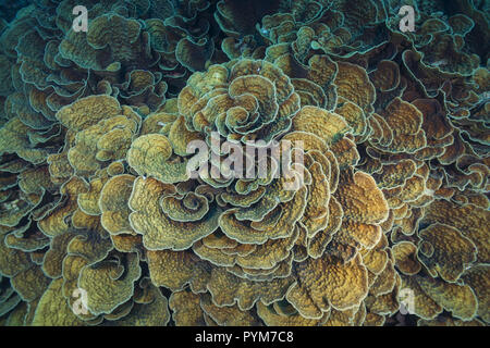 Coral Kolonien Mycedium, Salat Korallen. High-Angle Shot, Hintergrund Stockfoto