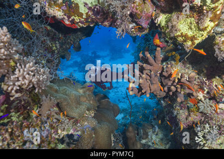 Weibliche Scuba Diver durch ein Loch in einem Korallenriff suchen Stockfoto