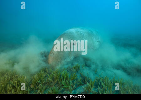 Dugong oder Seekuh, Dugong dugon Essen Sea Grass auf sandigen Boden Stockfoto