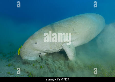 Dugong oder Seekuh, Dugong dugon Essen Sea Grass auf sandigen Boden Stockfoto