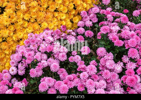 Chrysantheme, Herbstblumen im Garten, Kontrast und bunte Bett Rosa gelb Stockfoto