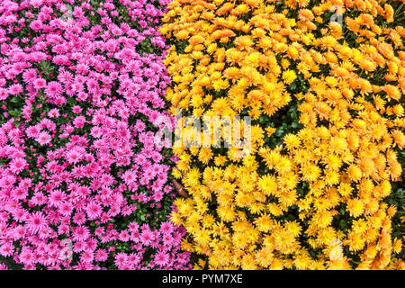 Chrysantheme, Herbst Blumen im Herbst Garten, Kontrast und bunten Bed Stockfoto