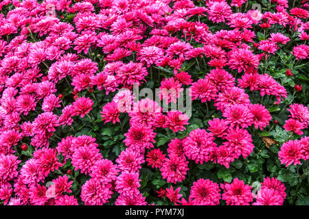 Chrysantheme Garten Herbstblumen Blumenbeet im roten Gartenbett Chrysanths Stockfoto