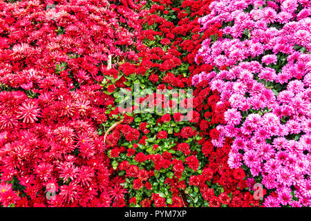 Rot-lila Chrysantheme, Herbstblumen im Garten, Kontrast und buntes Bett Stockfoto